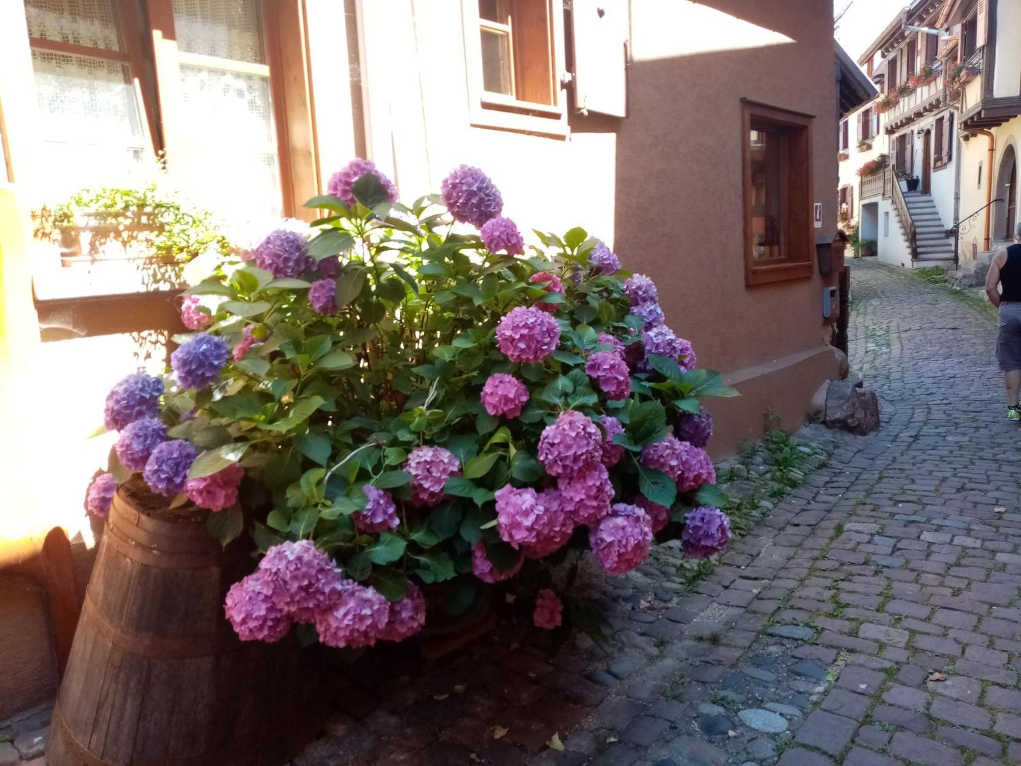 Danton Troyes